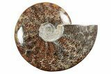 Polished Ammonite (Cleoniceras) Fossil - Madagascar #339111-1